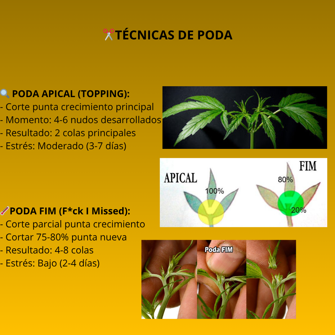 Técnica 4